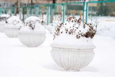 Dışarıda karla kaplı vazolar. Büyük saksı kış parkında taze karla kaplı.