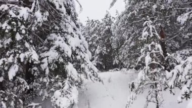 Bulutlu hava sahasındaki kış orman tarlası. Hava manzaralı..