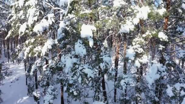 阳光普照的冬季森林地带. — 图库视频影像