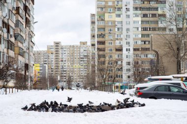 Gri bir yaban güvercini kış boyunca rögar kapağında ısınır.