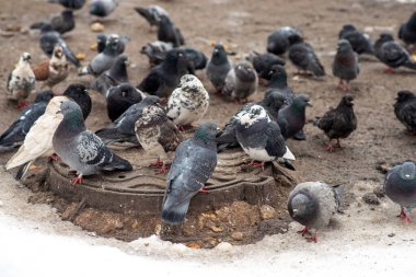Gri, vahşi bir güvercin kışın ortasında bir rögar kapağında ısınıyor.