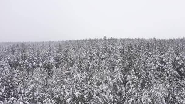 Landskapet vinter skog fält på molnigt dag antenn utsikt. — Stockvideo