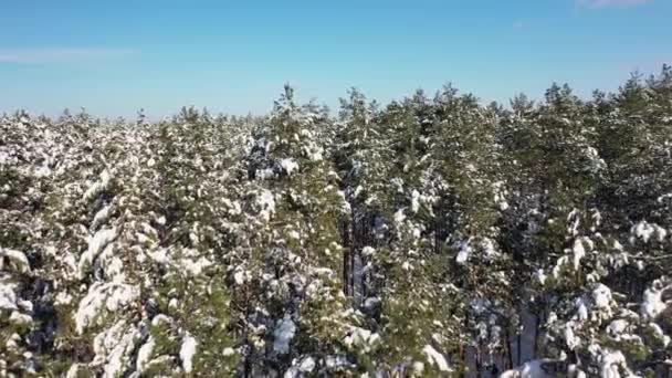 晴天鸟瞰着冬季森林上方的风景. — 图库视频影像