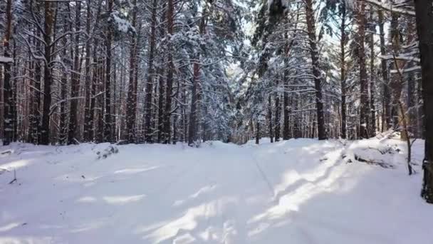 Деревья покрыты снегом на морозный солнечный день вид с воздуха. — стоковое видео
