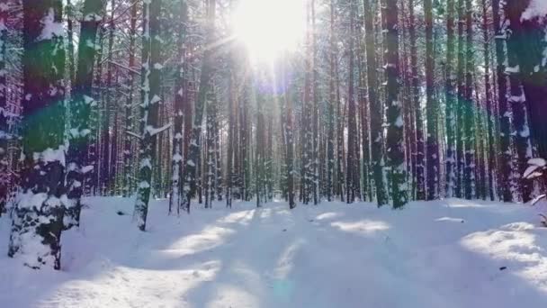 Amazing sunset in the winter forest aerial view. — Stock Video