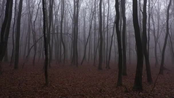 Passeggiando nella spaventosa foresta di nebbia horror la sera. Vista aerea in prima persona. — Video Stock