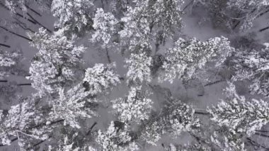 Kış mevsiminde gökyüzü manzaralı orman.