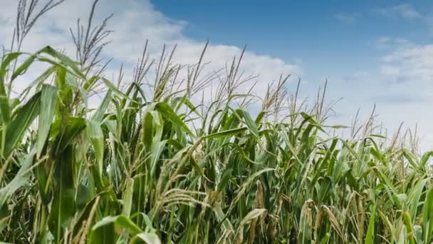 Hermoso campo de maíz en verano — Vídeos de Stock