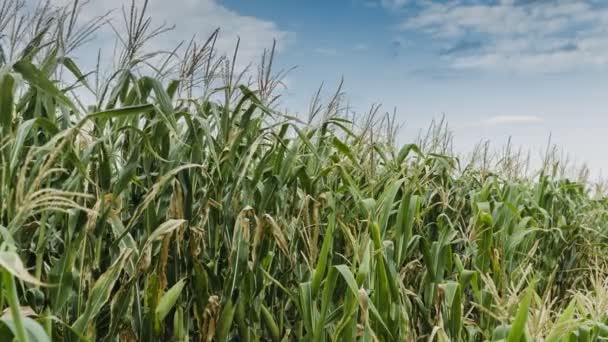 Campo de maíz verde en verano — Vídeos de Stock