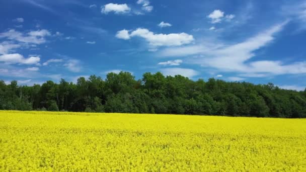 Żółte pole rzepakowe Panorama z widokiem z lotu ptaka — Wideo stockowe