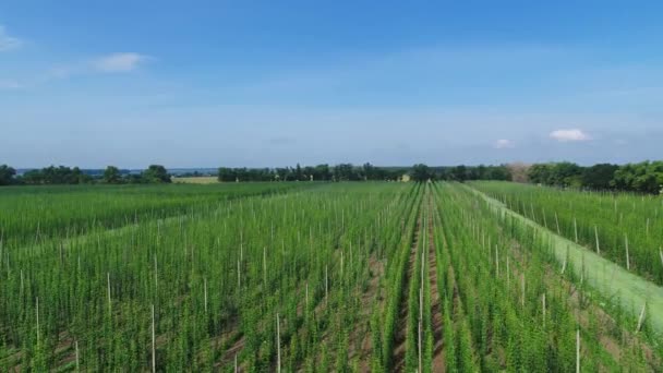 Hop field aerial panorama view — Stock Video