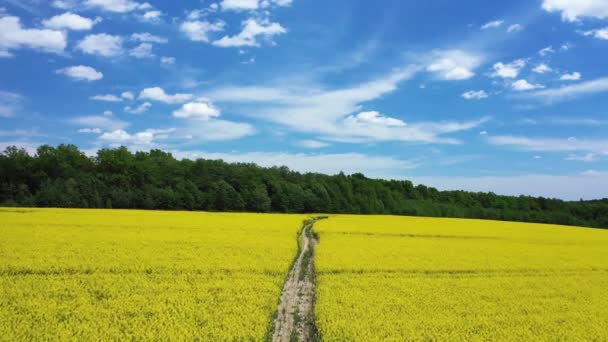 Žluté řepkové pole Panorama s krásným leteckým výhledem — Stock video