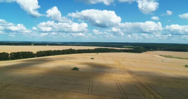 Vista aérea de la cosecha de trigo dorado — Vídeos de Stock