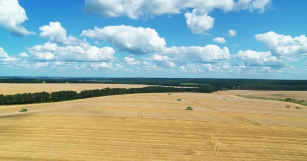 Комбайны Harvester на пшеничном поле — стоковое видео