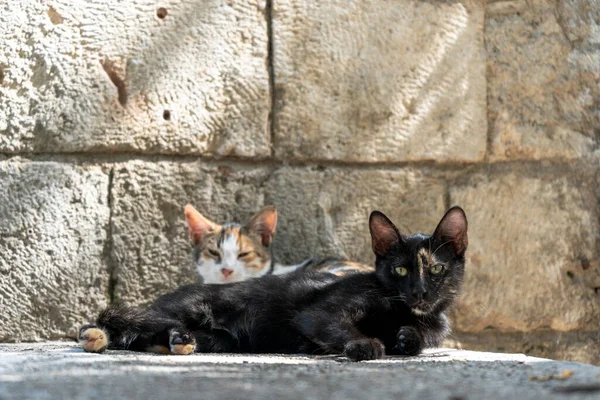 Gatos callejeros en Estambul. Gatos descansando y relajados en las calles de Estambul — Foto de Stock