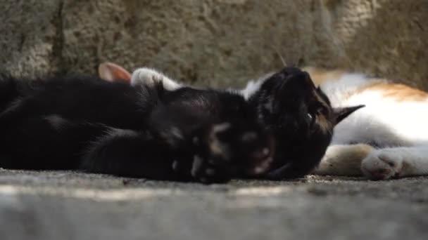 Katter vilar nära en stenmur på en solig dag närbild — Stockvideo
