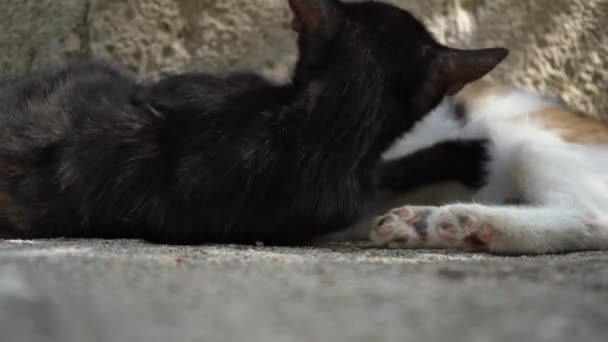 Katzen spielen an einem sonnigen Tag auf den Straßen Istanbuls neben einer Steinmauer — Stockvideo