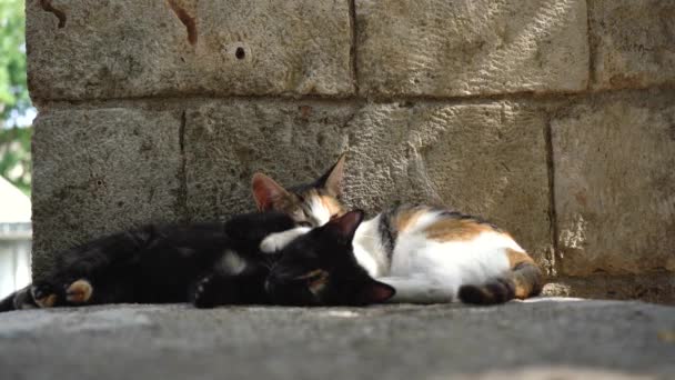 Gatukatter i Istanbul. Vilande och avslappnade katter på gatorna i Istanbul — Stockvideo