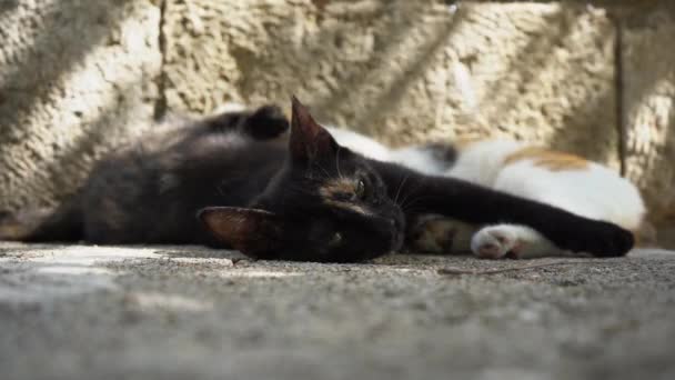 Hemlösa katter vilar i det skimrande solljuset nära väggen — Stockvideo