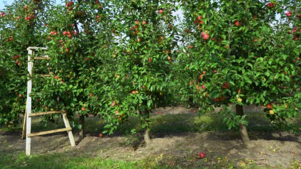 사과를 근접촬영할 준비가 된 과수원에 넣는다 — 비디오