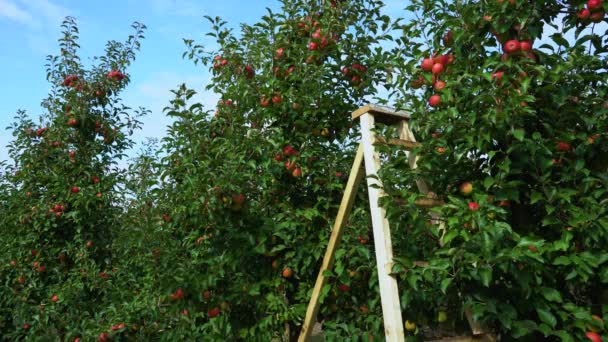 りんご園の木の枝からぶら下がった新鮮なおいしい赤いリンゴ — ストック動画