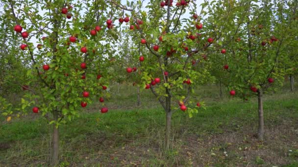 Manzana madura en el campo lista para recoger en otoño — Vídeos de Stock
