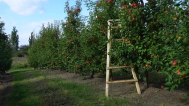 Elma bahçesindeki ağaçtan sarkan nefis kırmızı elmalar.