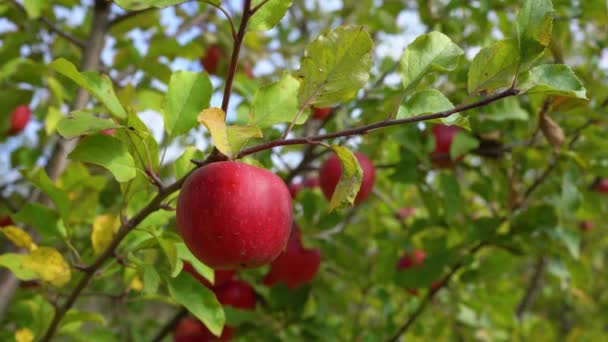 Red ripe apple in the field close-up — Stock Video