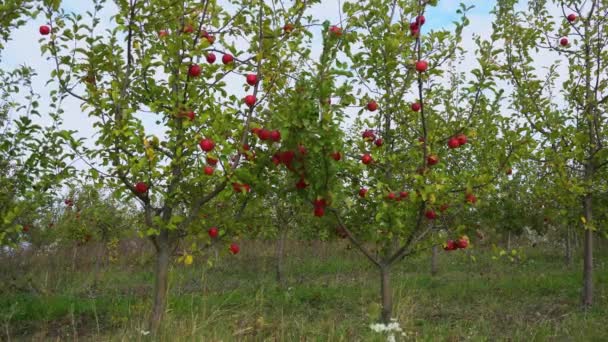 Ωρίμασε μήλο στο χωράφι έτοιμο για μάζεμα το φθινόπωρο — Αρχείο Βίντεο