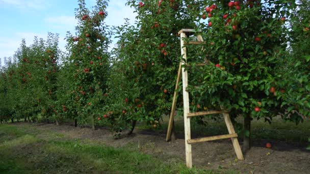 Λαμπερά νόστιμα κόκκινα μήλα κρέμονται από ένα κλαδί δέντρου σε ένα οπωρώνα μήλου — Αρχείο Βίντεο