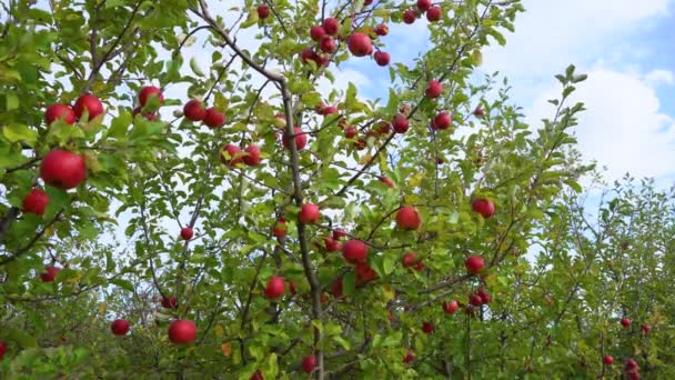 Érett alma a mezőn készen áll a szedésre ősszel — Stock videók