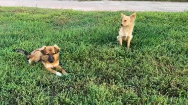 Güneşli bir öğleden sonra yemyeşil çimlerde koşan ve oynayan iki sevimli genç hayvan..