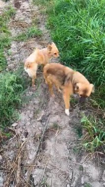 Ilık, güneşli bir öğleden sonra yemyeşil bir alanda özgürce oynayan iki tatlı melez köpek..