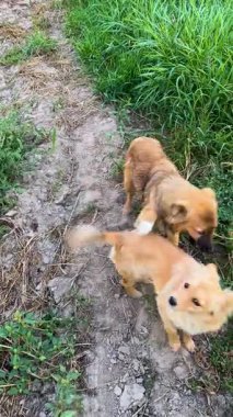 Mutlu köpek dostları açık yeşil alanı keşfederken neşe ve sadakat gösterirler..