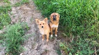 İki dost canlısı köy köpeğinin doğal davranışı gün ışığında canlı kırsal alanda dinleniyor..