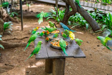 A vibrant flock of exotic parrots and parakeets gathering to feed on fresh fruit and seeds at a tropical bird park. High quality photo