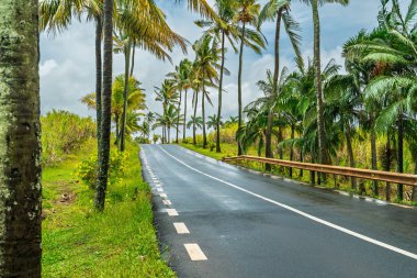 Tropical travel scenery: an empty, wet road flanked by green grass, yellow flowers, and tall, slender coconut palms. High quality photo
