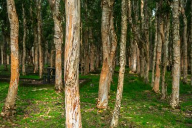 Okaliptüs ya da Melaleuca ormanı: pürüzsüz, açık renkli gövdeleri ve parktaki canlı yeşil zemin örtüsü olan uzun bir sıra ağaç. Yüksek kalite fotoğraf