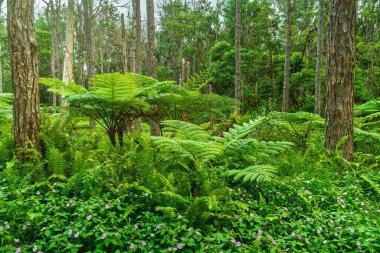 Büyük yapraklı ağaç eğreltiotları, uzun ağaç gövdeleri ve bol pembe kır çiçekleri içeren yoğun yağmur ormanları. Yüksek kalite fotoğraf