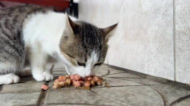 Sokak kedisi, mağaza girişinde bağışlanmış ıslak yiyecekler yer. Nezaket, açlığı önler ve hayatta kalmasını sağlar. Yüksek kalite 4k görüntü