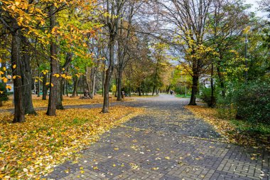 Sonbahar şehir parkı yolu altın yapraklarla kaplı sakin boş bir sokak renkli ağaçların altında yürümeye davet ediyor. Yüksek kalite fotoğraf