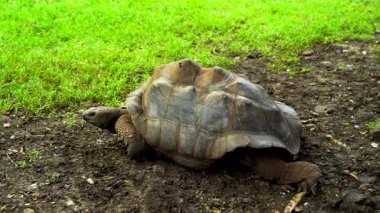 Buruşuk derisi ve ağır kabuğu ile yerde yavaşça hareket eden dev kaplumbağa. Yüksek kalite 4k görüntü