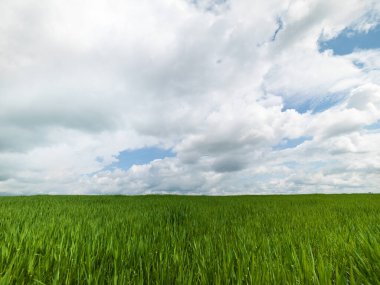 Bulutlu mavi gökyüzünün altında, dağınık bulutlu, uçsuz bucaksız yeşil alan