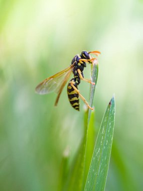 Yeşil bir yaprağın üzerinde oturan siyah ve sarı arı böceği..