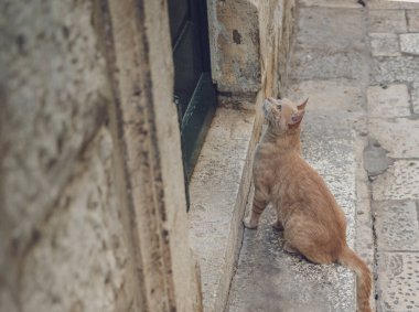 Turuncu kedi kaldırım taşı caddesinde oturuyor, kapıya bakıyor.