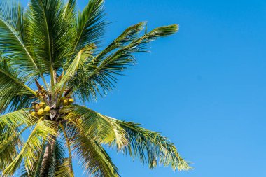 Yaprakları açık mavi gökyüzüne uzanan yeşil palmiye ağaçları