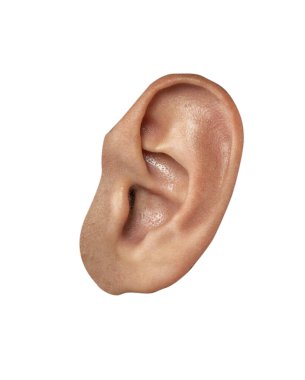 Düz bir arkaplan karşısında gösterilen bir kulak modeliName.