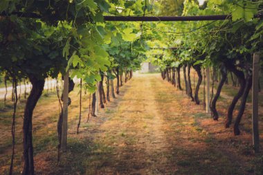 Gündüzleri üzüm bağlarında yetişen üzüm bağları..