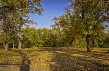 Altın sonbahar ağaçları ve mavi gökyüzü olan manzara parkı..