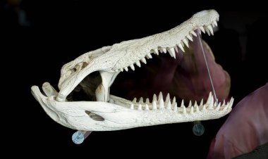 Bir stantta sergilenen büyük timsah kafatası.